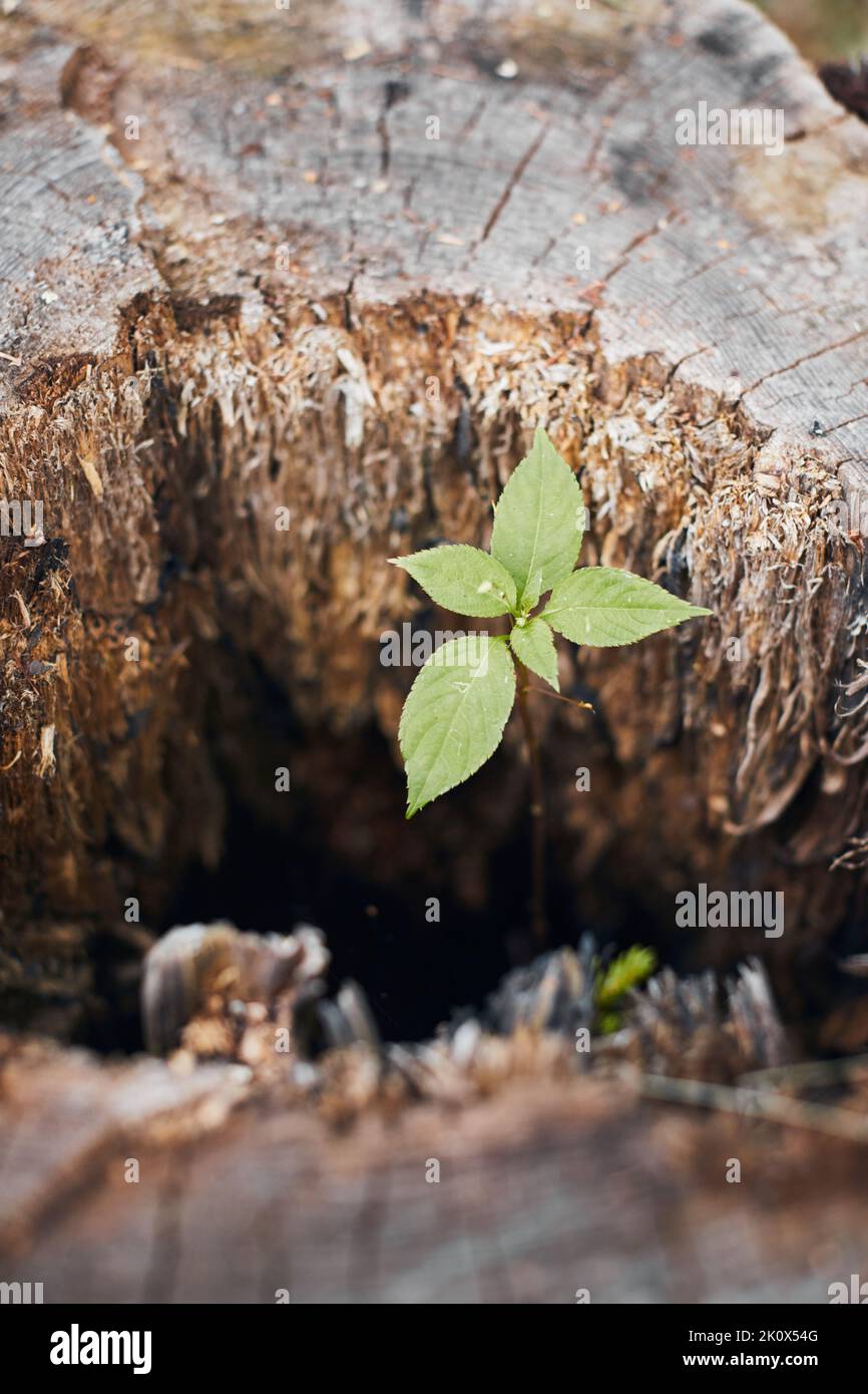 The stump from which a new sprout grows. The concept of life after a shock. Vertical photo. Stock Photo