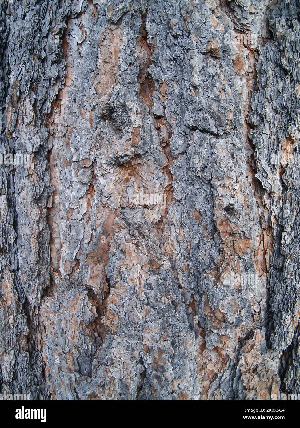 Pattern of very structural poderosa pine bark in Nevada. Stock Photo