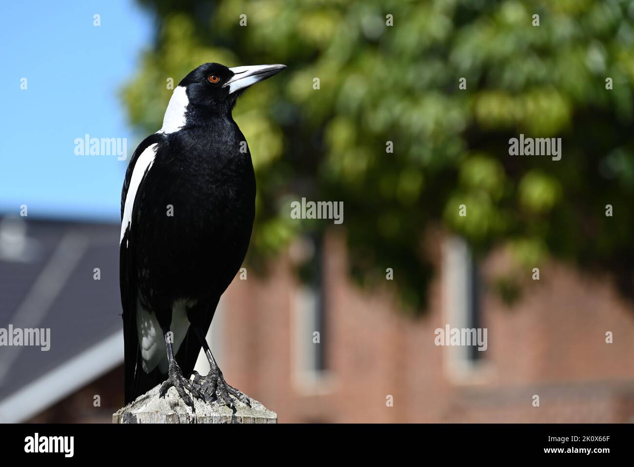 Stern-looking male Australian magpie, standing in a stiff upright manner, perched on wooden fencepost with its head turned to the side Stock Photo