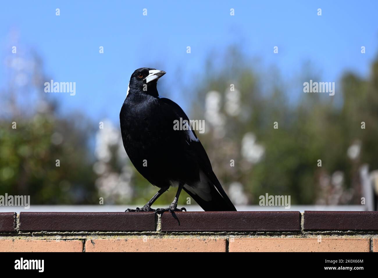 Male Australian magpie standing atop a brick wall in a suburban area, its head to the right as it looks into the distance Stock Photo