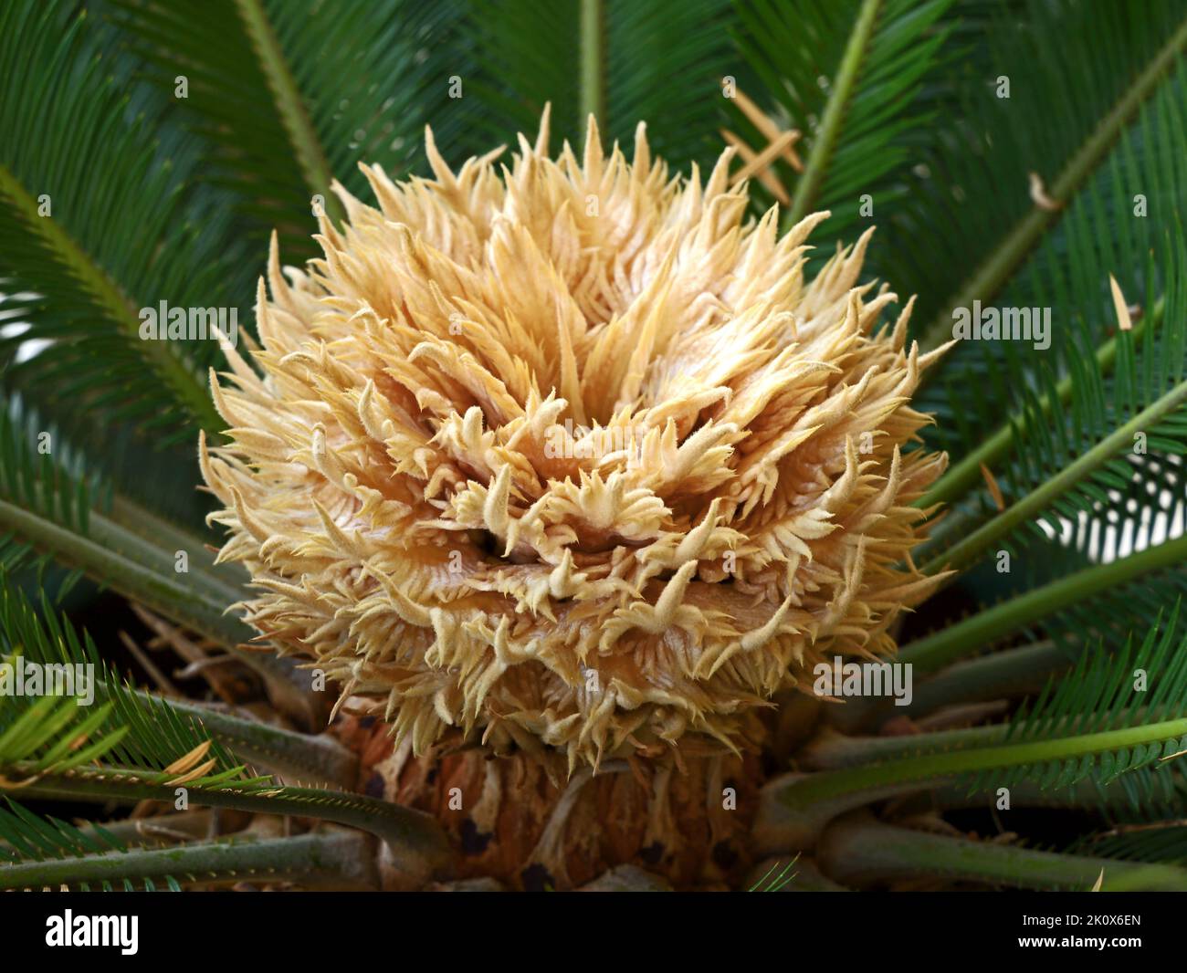 close up of a sago palm, blossom of cycas revoluta Stock Photo