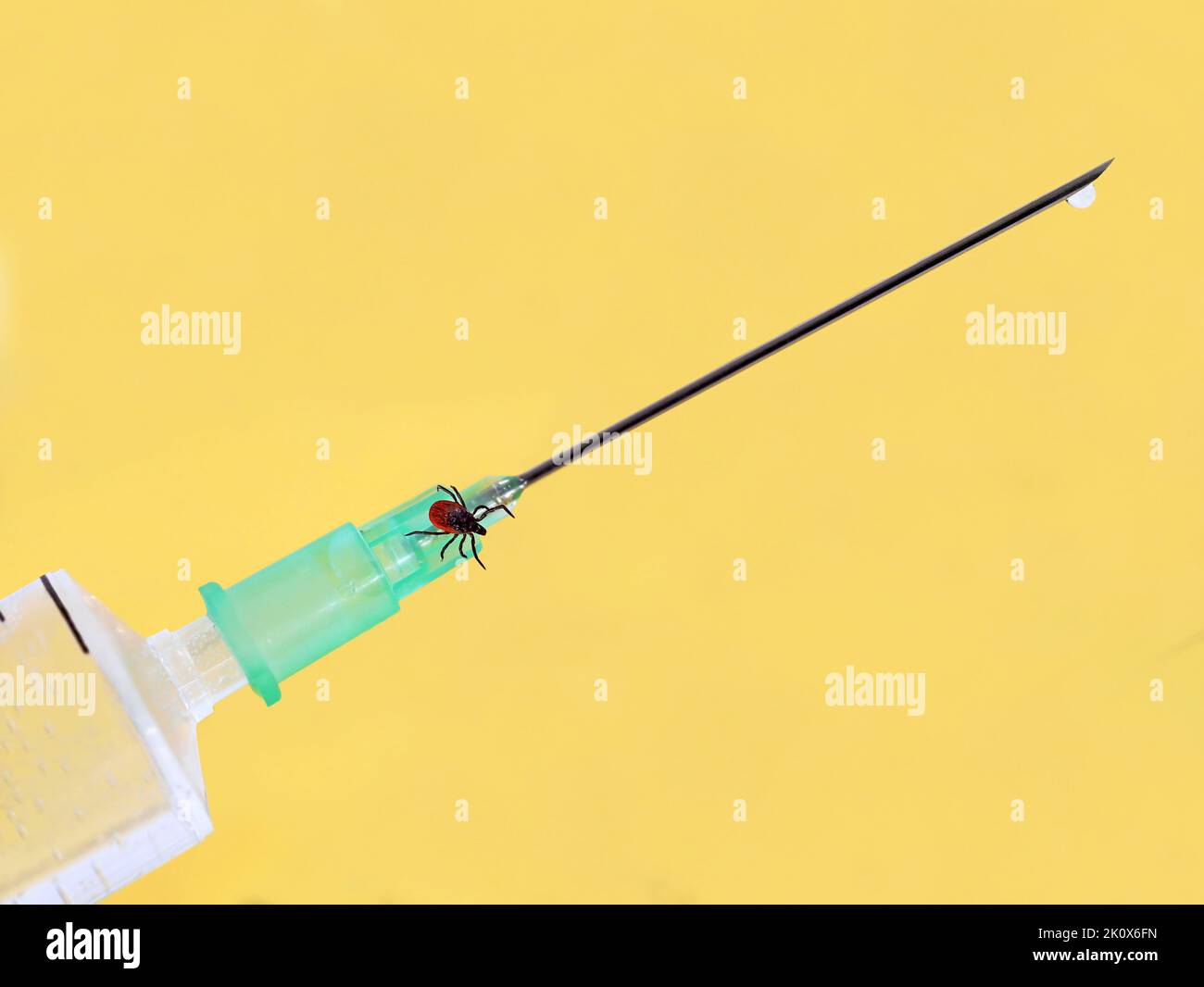 close up of syringe needle with tick, Ixodes scapularis, filled with vaccine against the tick-borne encephalitis, TBE or FSME called in german Stock Photo
