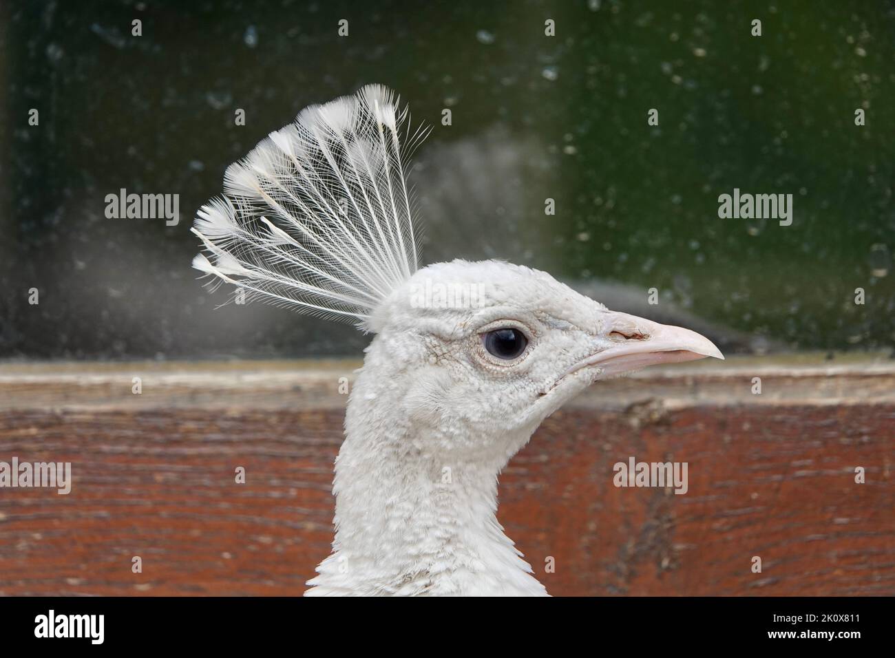 A close-up shot of the head of beautiful male white common peafowl looking into camera Stock Photo