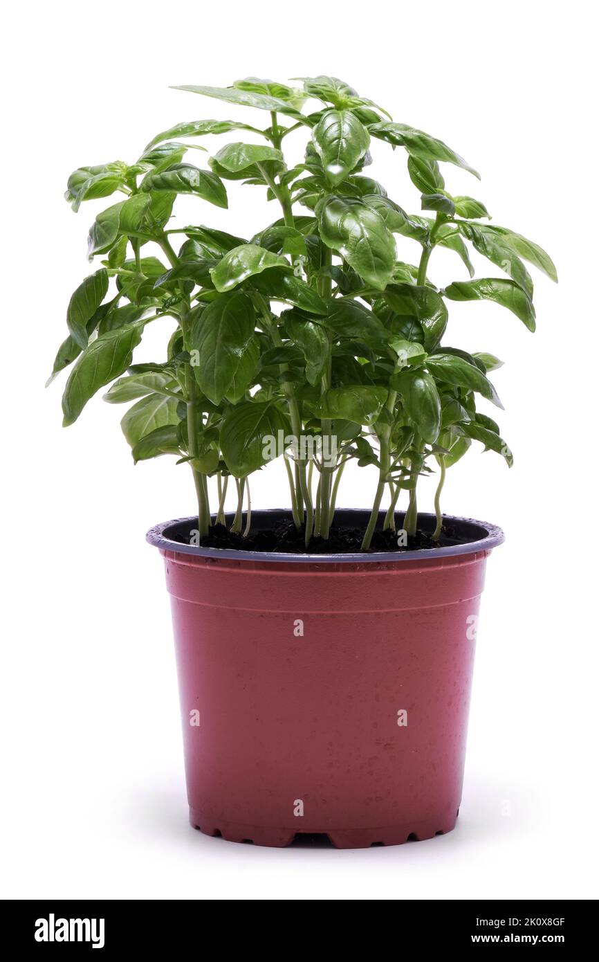 Fresh basil in a pot isolated on white background Stock Photo - Alamy