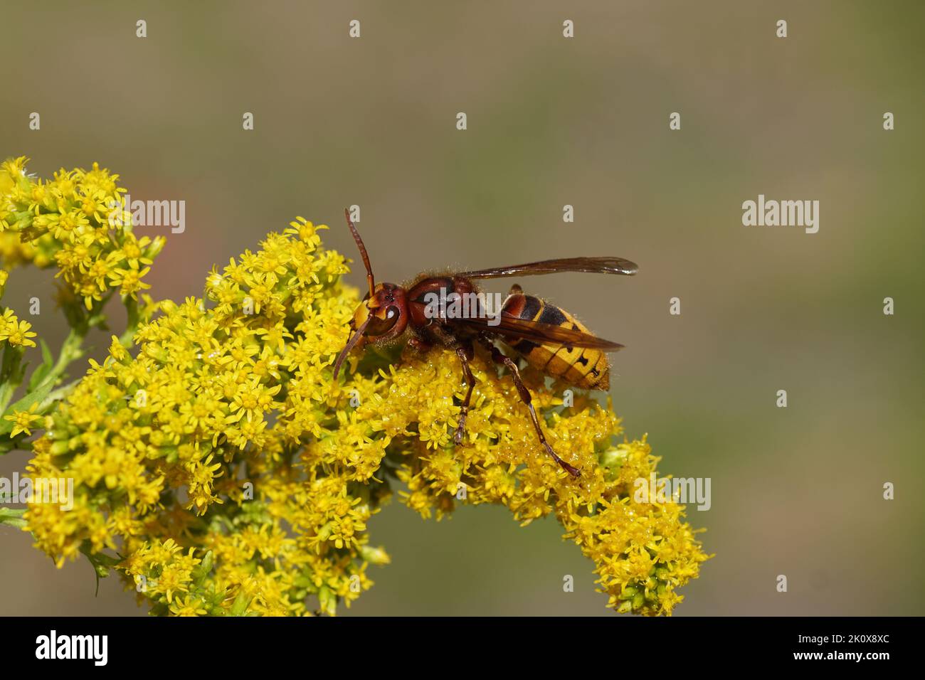 European hornet (Vespa crabro) of the family Vespidae). On flowers Canada goldenrod or Canadian goldenrod (Solidago Canadensis), family Asteraceae. Stock Photo