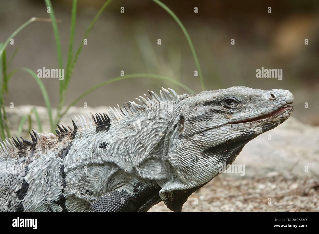 A closeup shot of Spiny-Tailed Iguana - Ctenosaura similis - on gray background with grass Stock Photo