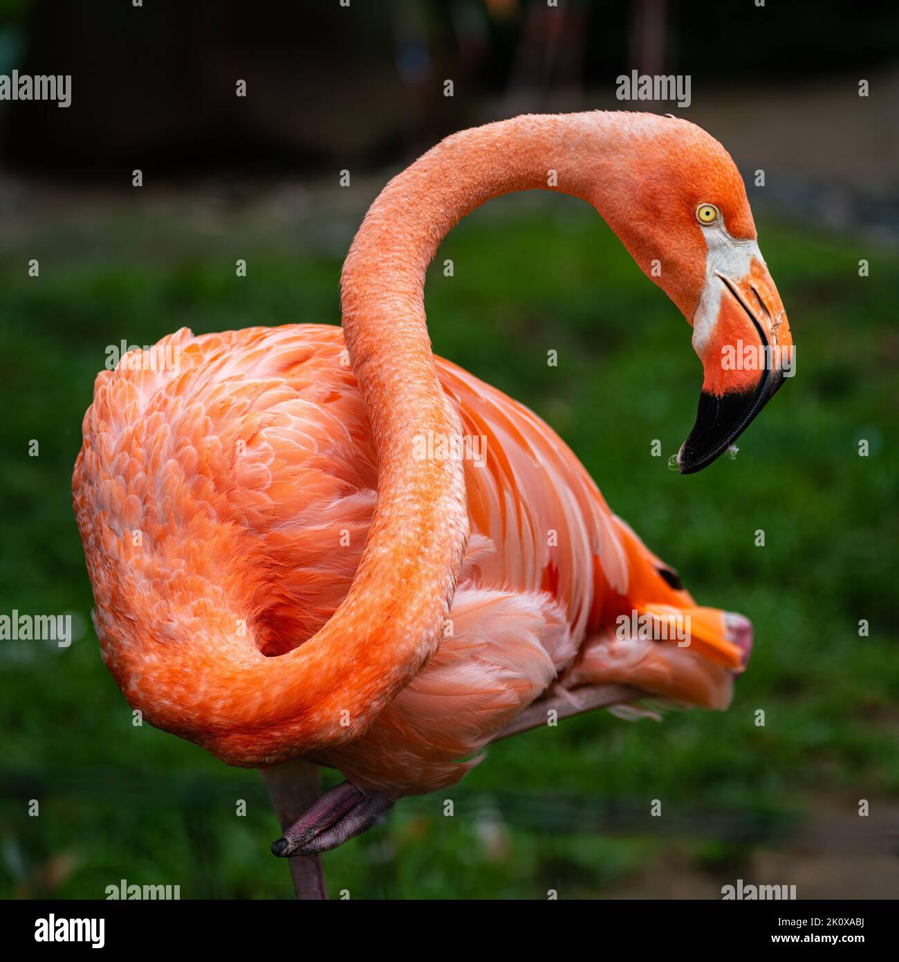 Pink Flamingo at Columbus Zoo, Ohio Stock Photo - Alamy