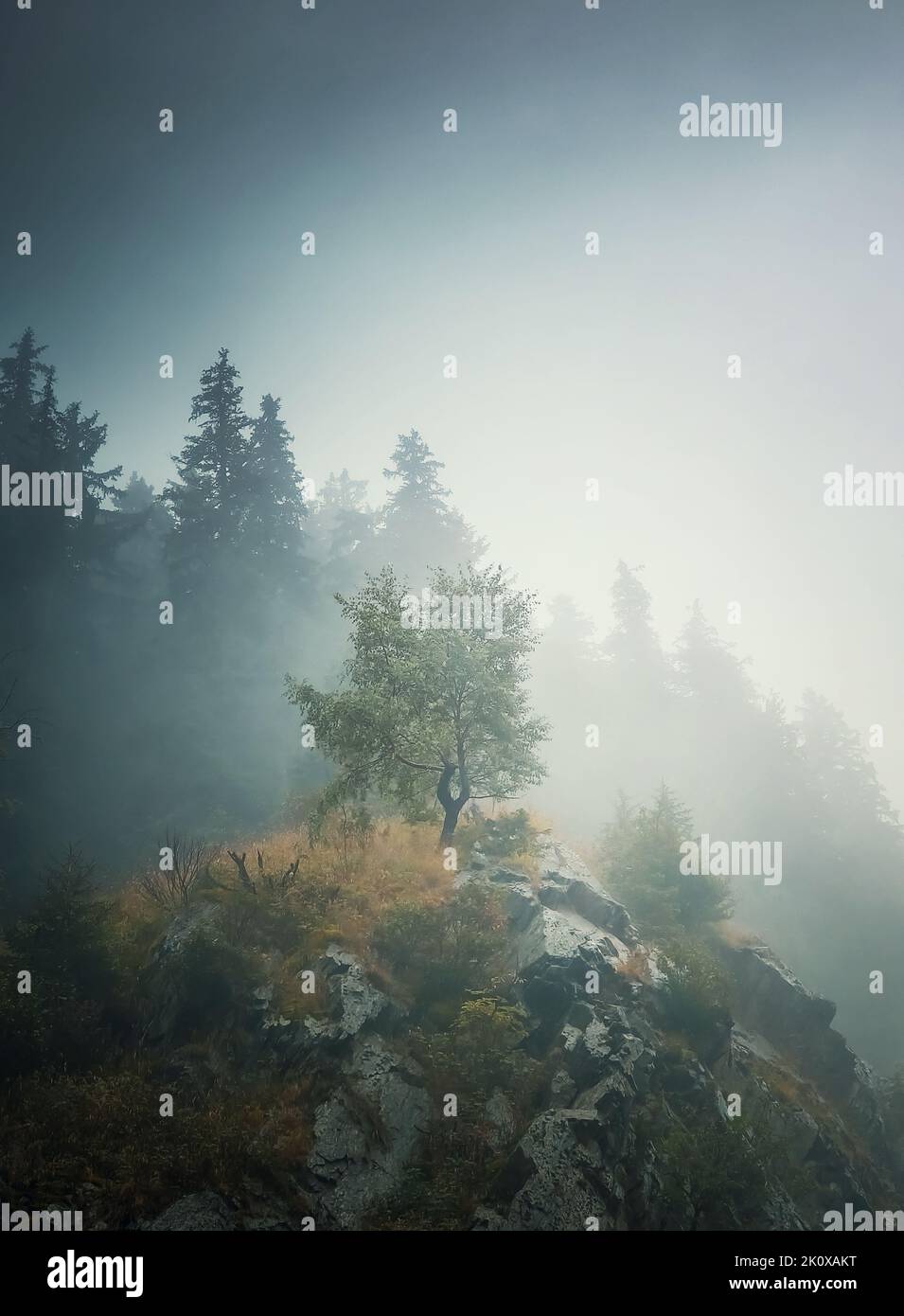 Solitary tree on the top of a hill surrounded by dense mist and a fir forest on the background. Beautiful and moody autumnal scene in Carpathian mount Stock Photo