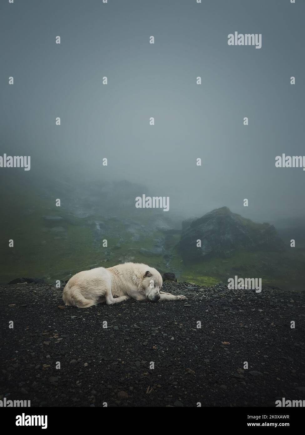 Moody and silent scene with a white, wolf like dog sleeping outdoors on the top of Transfagarasan mountain. Big shepherd hound in romania Carpathians, Stock Photo
