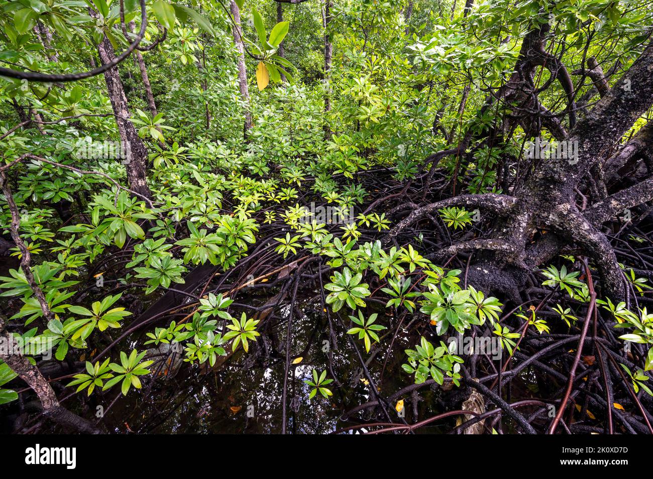 Mangroves iin Gam Island, Rhizophora stylosa, Raja Ampat, West Papua, Indonesia Stock Photo