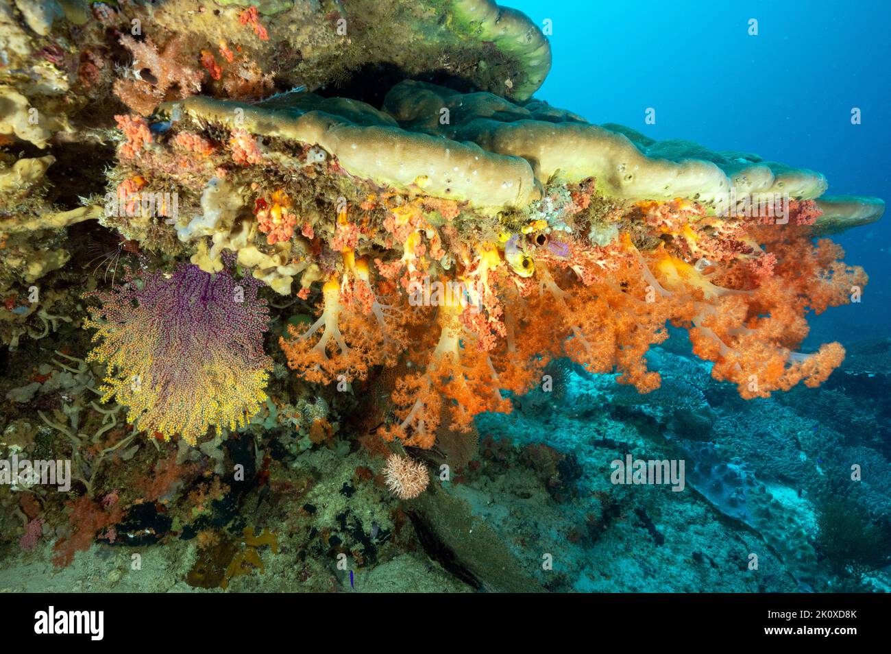 Overhang with Siphonogorgia sp., and Scleronephthya sp corals, Raja Ampat Indonesia Stock Photo