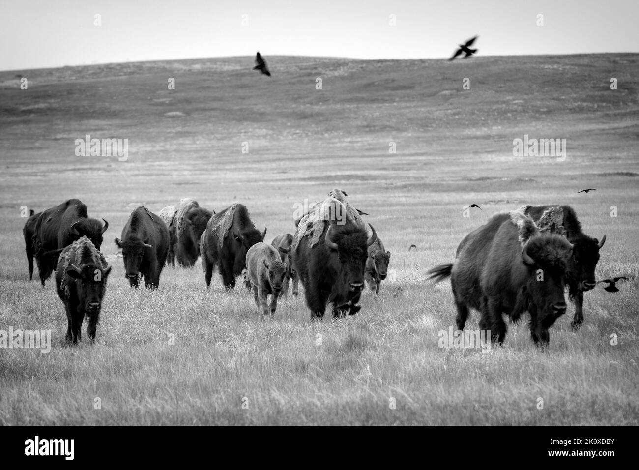 USA, Great Plains, South Dakota,Black Hills, Wind Cave  National Park, Bison herd Stock Photo