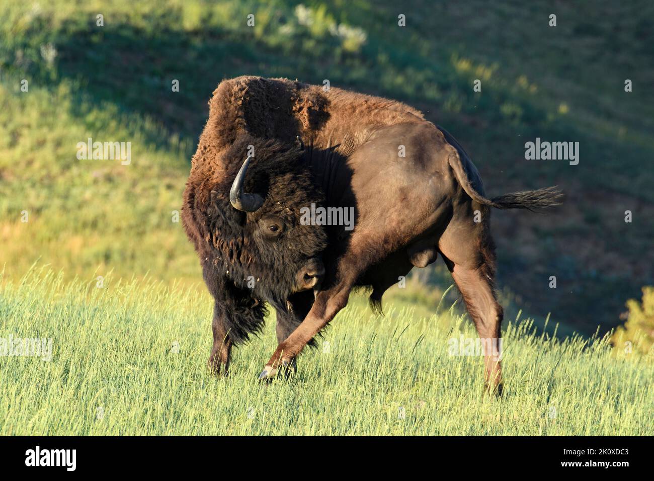USA, Great Plains, South Dakota, Badlands National Park, Bison Stock Photo