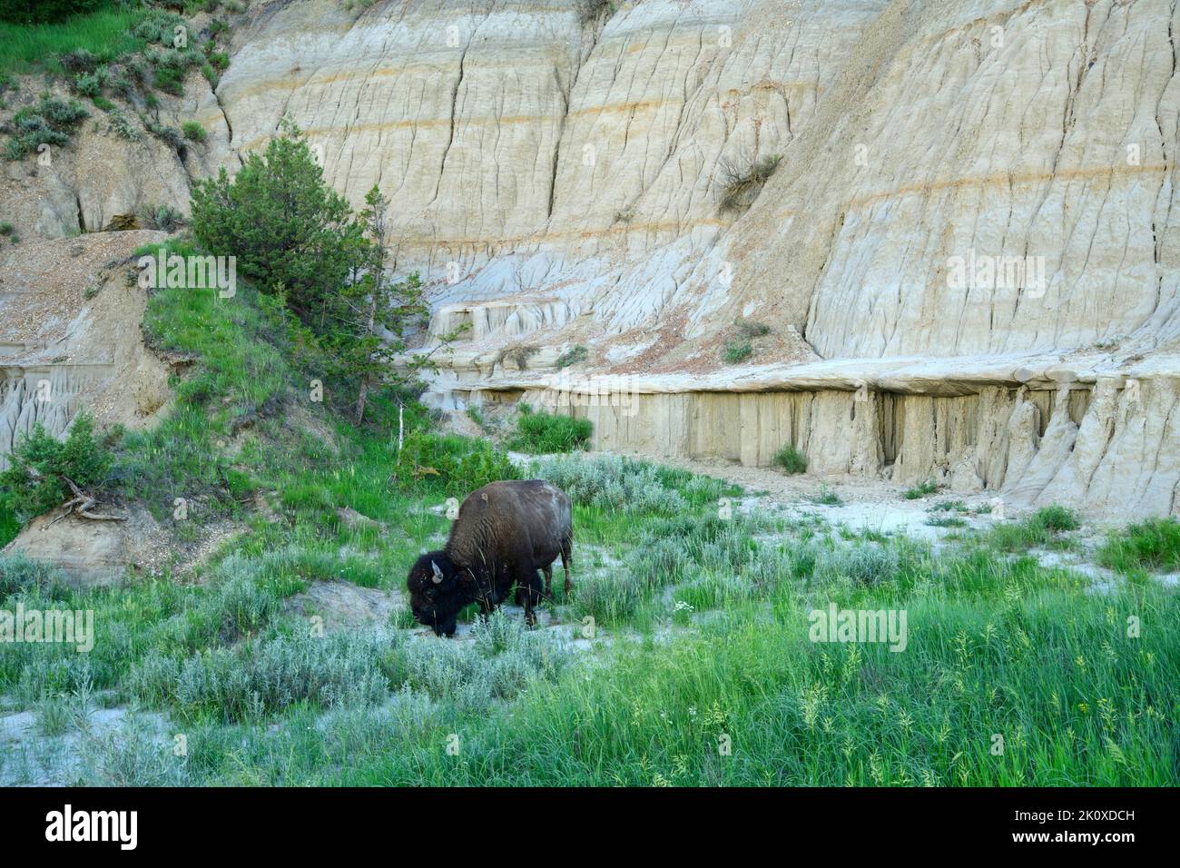 USA, Great Plains, North Dakota, Theodore Roosevelt, National Park, North Unit, Bison Stock Photo