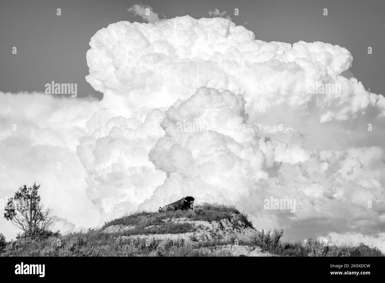 USA, Great Plains, North Dakota, Theodore Roosevelt National Park, Bison and Thunderstorm Stock Photo