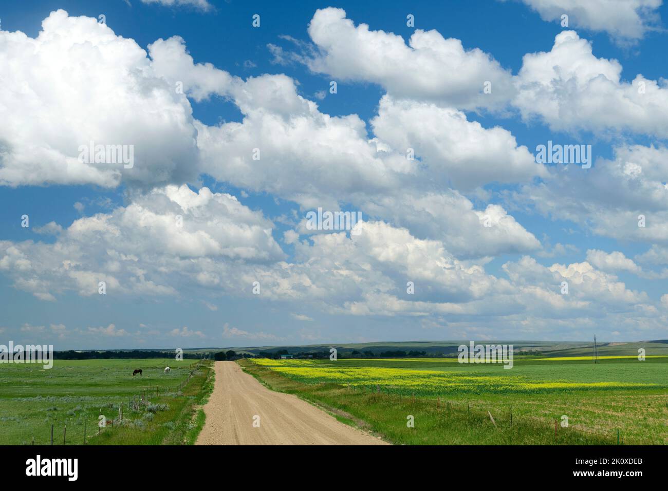 USA, Great Plains, Montana, pasture east of Havre Stock Photo