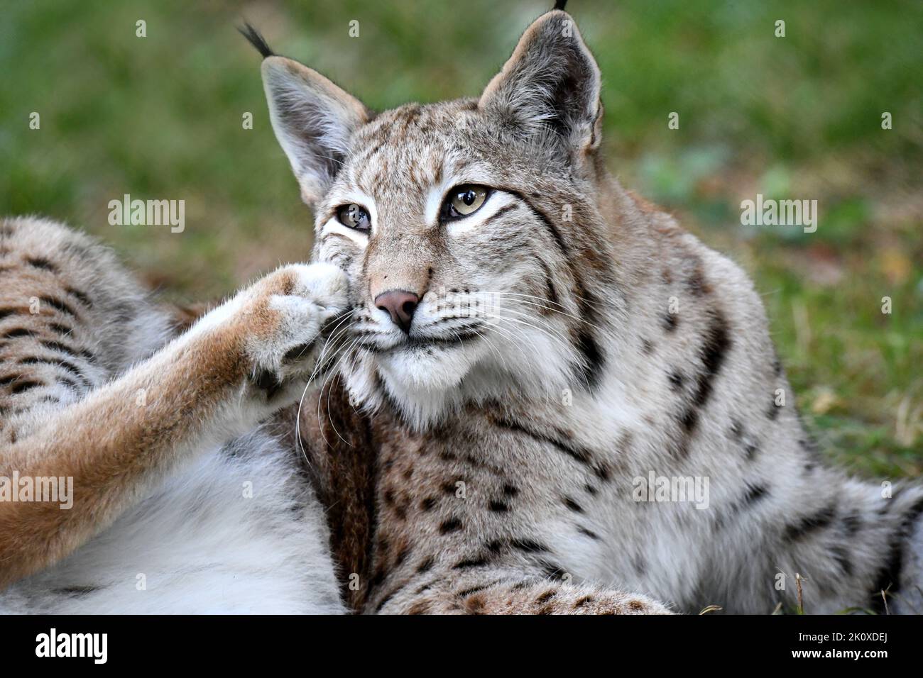 Luchs *** Local Caption ***  Hunters, Hunters, Native predators, Endemic, Big cat, Cat, Cats, Lynx, Lynxes, Lynx, Furry animal, Furry animals, Predato Stock Photo