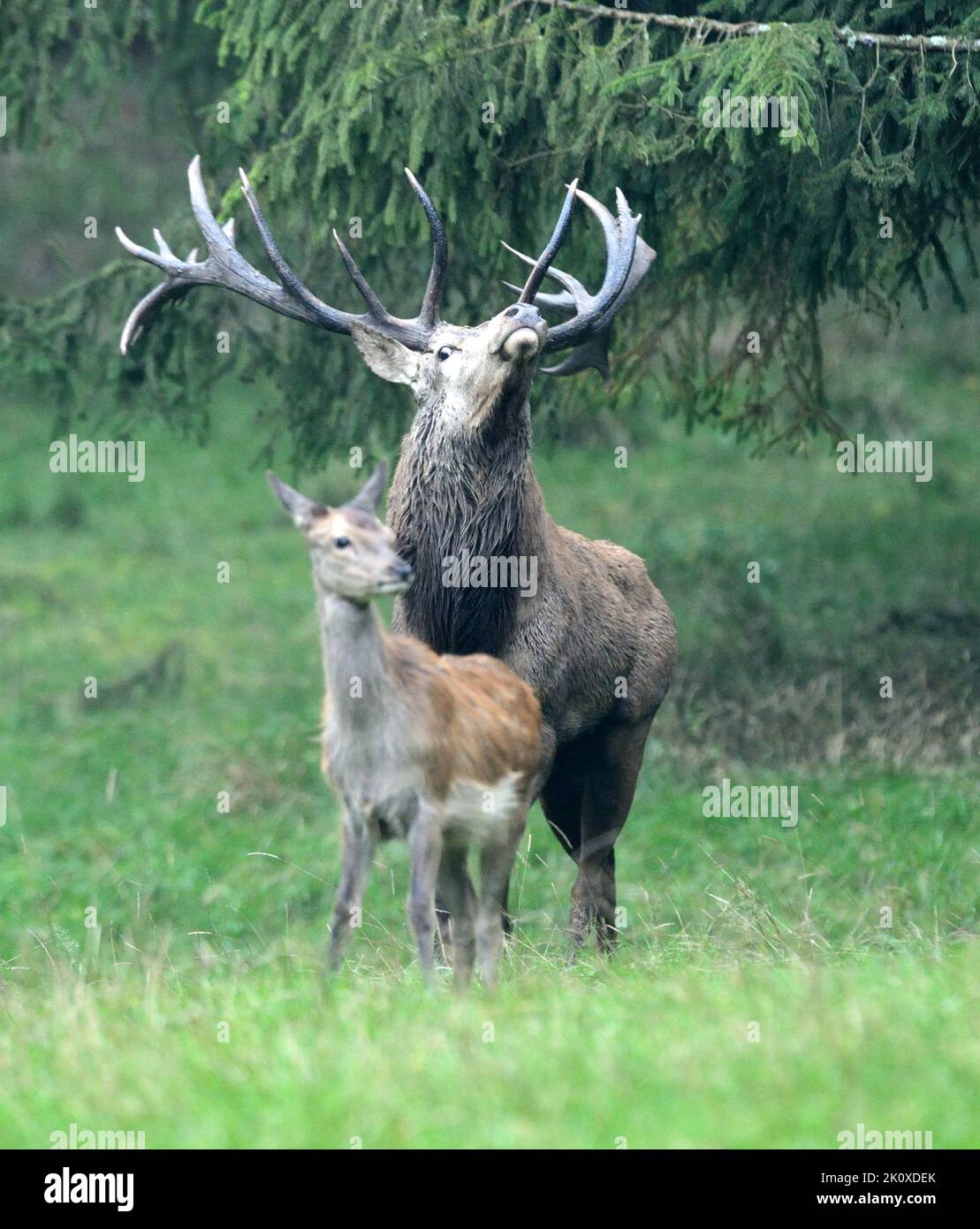 Rothirsch-Brunft *** Local Caption ***  rut, rutting season, rut, cervids, cervus elaphus, fallow deer, antlers, antlered deer, domestic game, deer, d Stock Photo