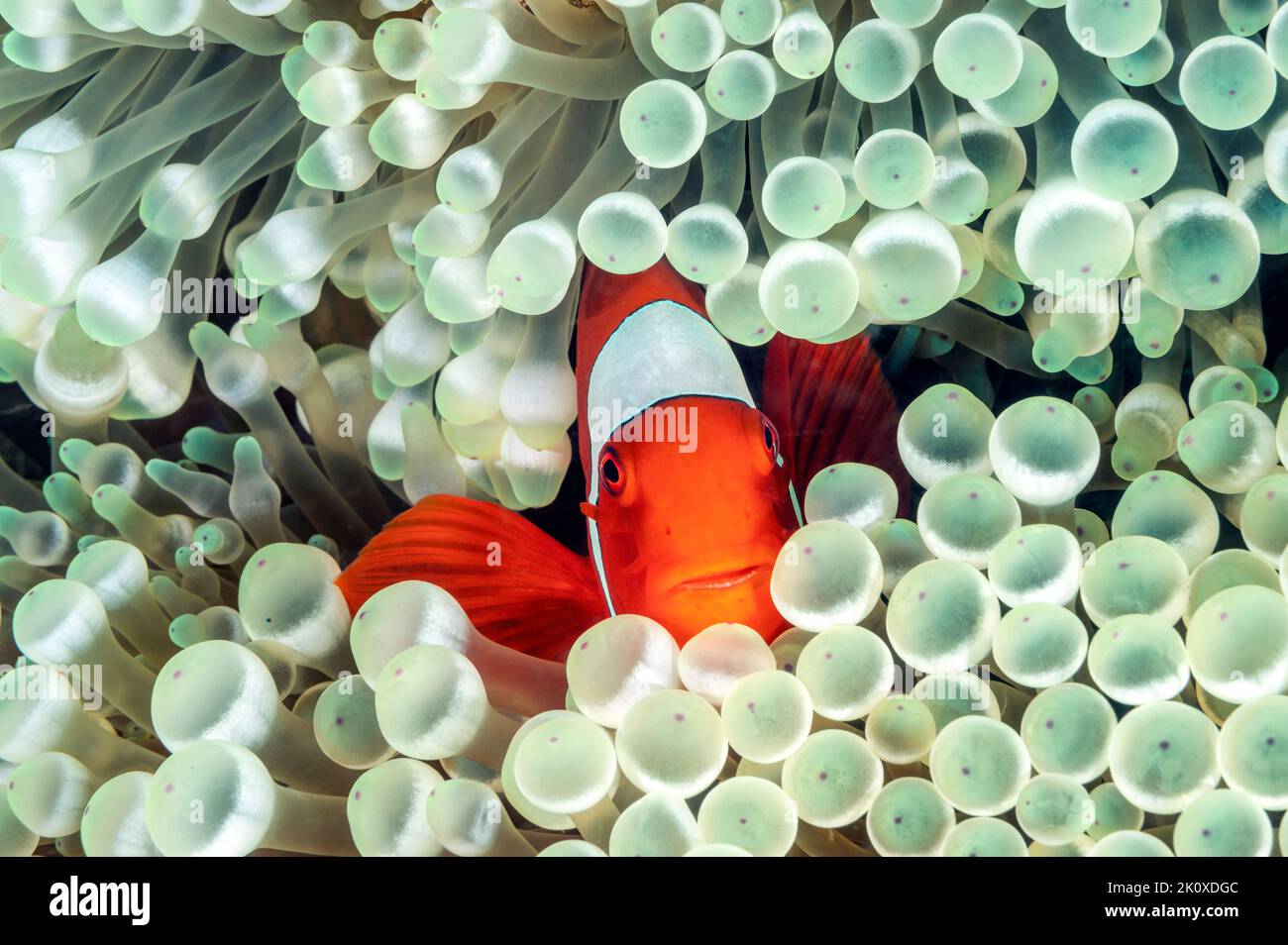 Spinecheek anemonefish, Premnas biaculeatus, in a bulb tentacle anemone, Entacmaea quadricolor, Raja Ampat Indonesia Stock Photo