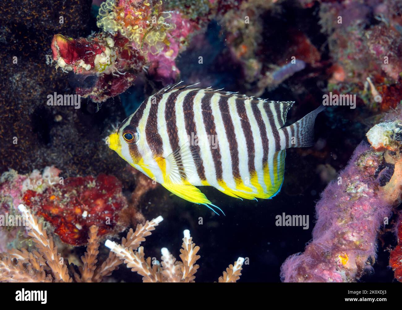 Multi barred angelfish, Paracentropyge multifasciata, Raja Ampat Indonesia Stock Photo