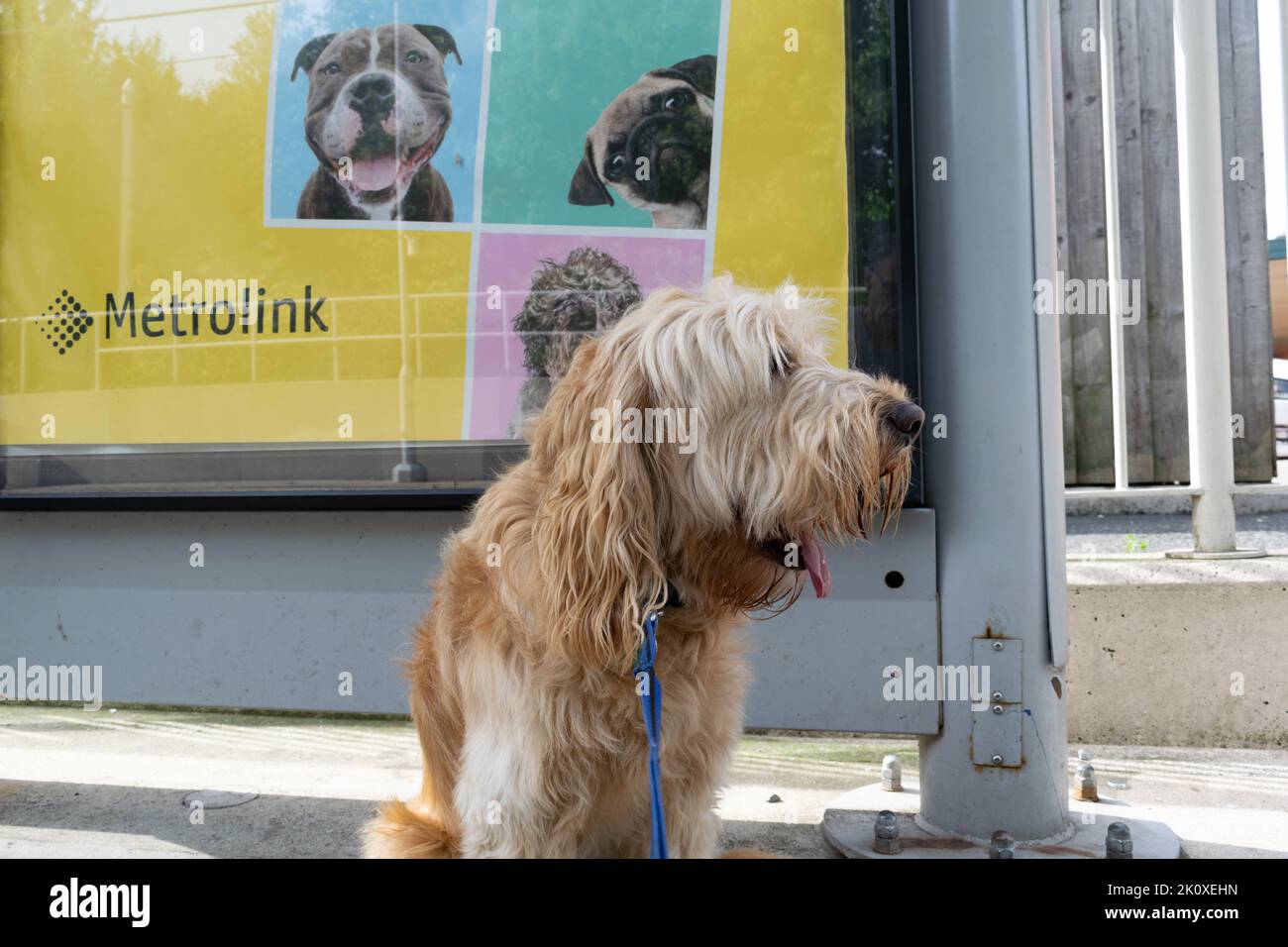 Dog sat looking with tongue out. Manchester Metrolink stop with poster advertising tram travel with dogs in background Stock Photo