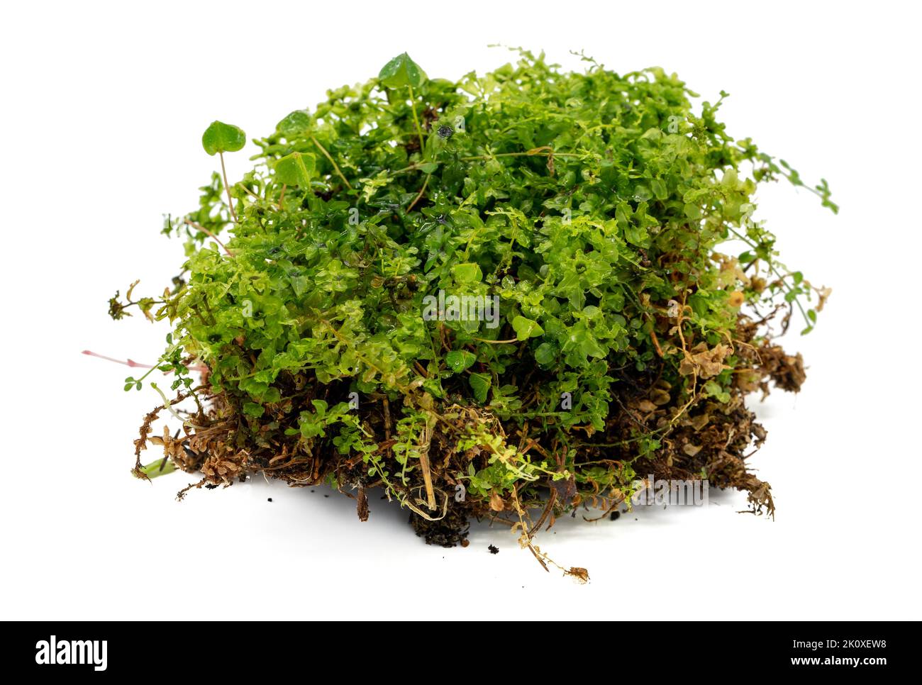 Green moss from the forest isolated Stock Photo