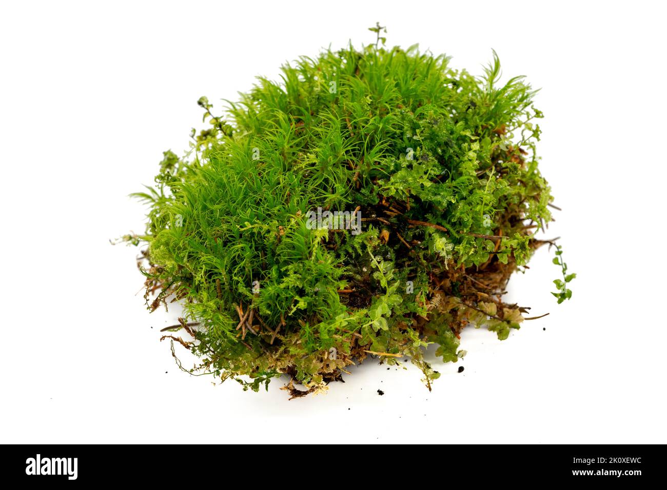 green moss isolated on white background Stock Photo