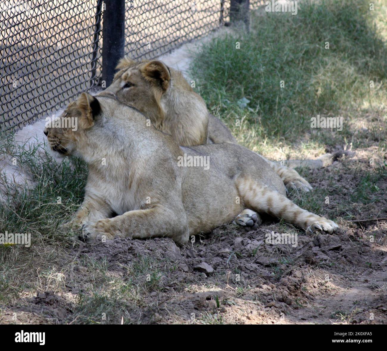 Subadult Asiatic Lions (Panthera leo leo) waiting for food in a zoo : (pix SShukla) Stock Photo