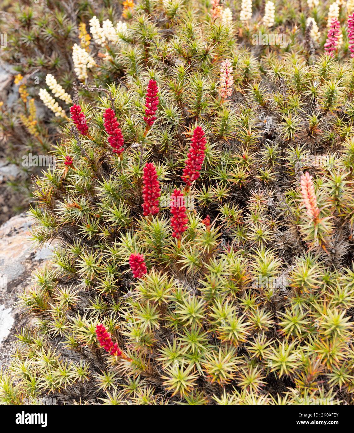 close up of colorful scoparia flowers growing near the pool bethesda in walls of jerusalem national park Stock Photo