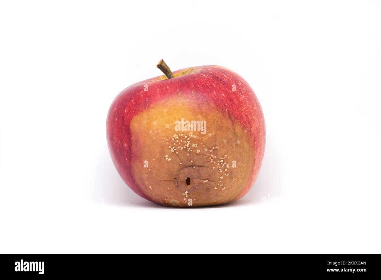 Rotten apple cultivar Rubin affected with Moniliosis mold. Mildew on the red apple Infected by Monilia Fructigena . On the white background. Stock Photo