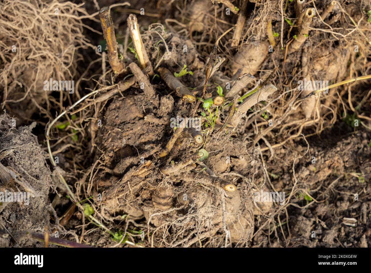 dahlia tubers just lifted for overwintering Stock Photo