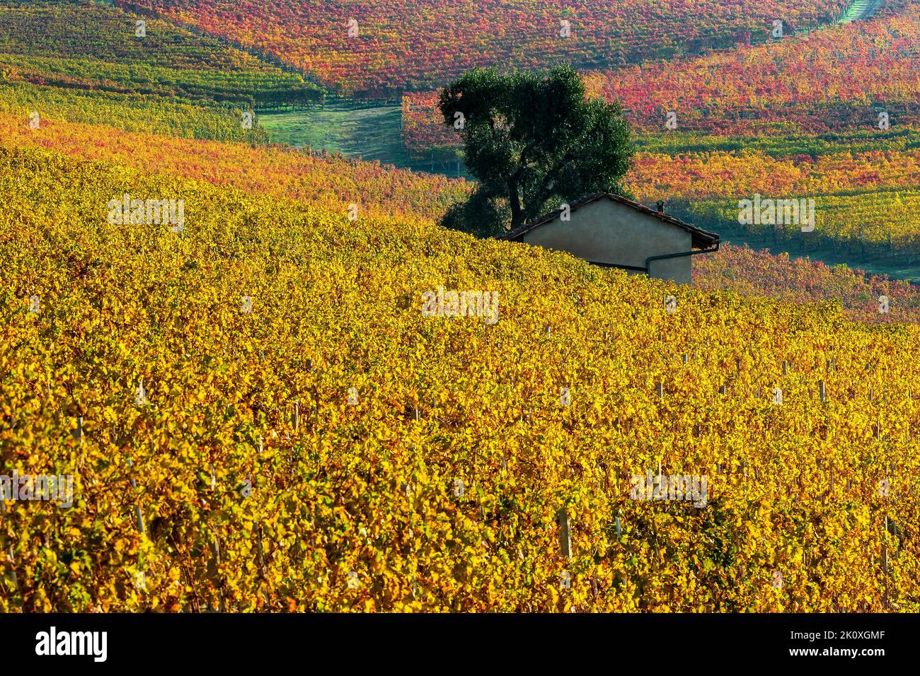 View of yellow and orange autumnal vineyards on the hills of Langhe in Piedmont, Northern Italy. Stock Photo