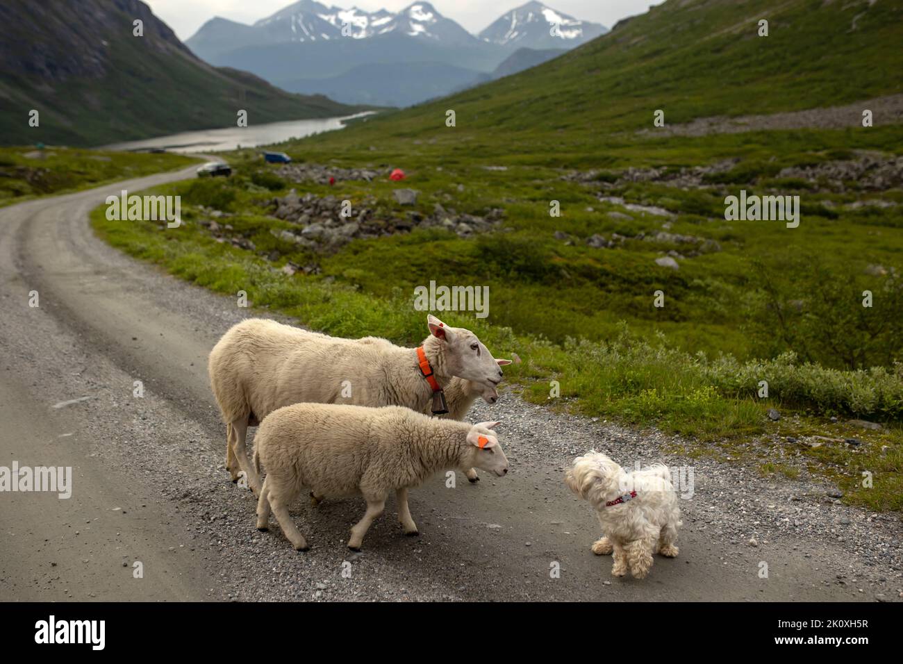 Sheeps in the valley of Litlefjellet on sunset, amazing view from the hiking trail Romsdalen summertime Stock Photo