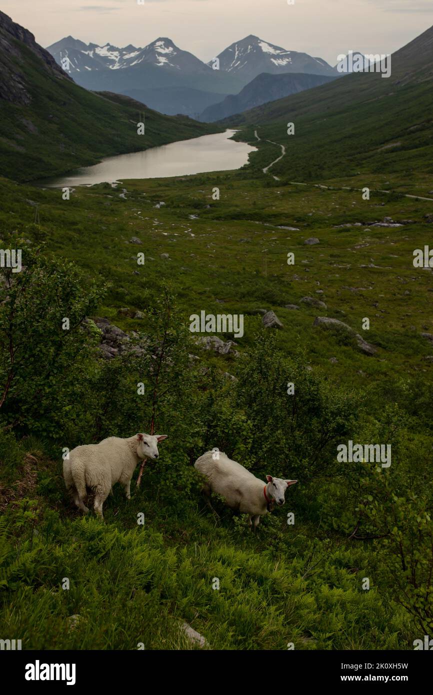 Sheeps in the valley of Litlefjellet on sunset, amazing view from the hiking trail Romsdalen summertime Stock Photo