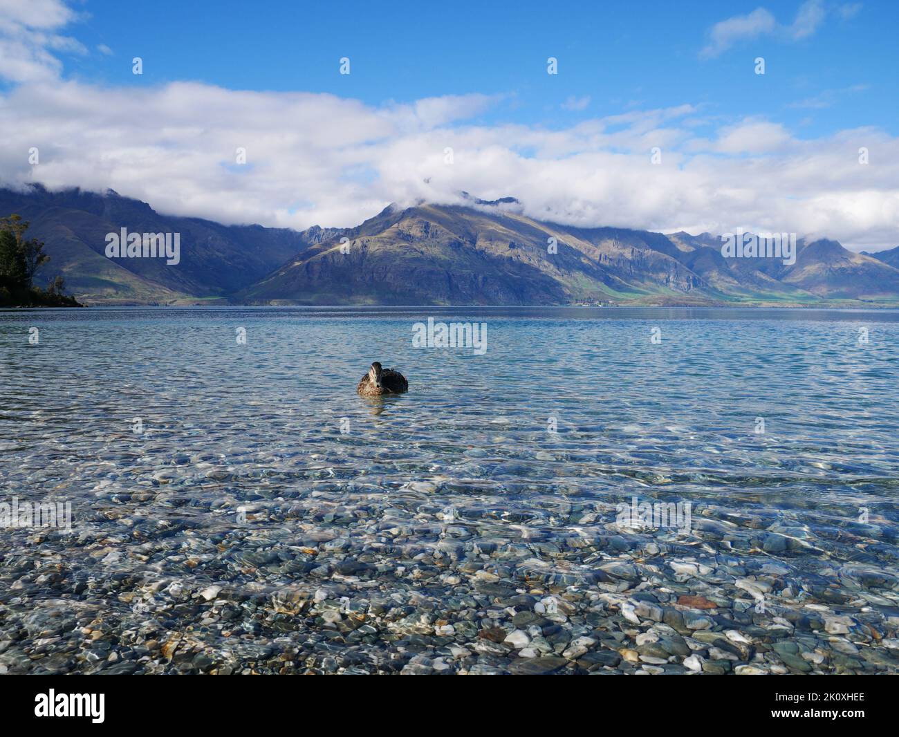 Ente schwimmt auf einem Bergsee - Lake Wakatipu Neuseeland New Zealand Stock Photo