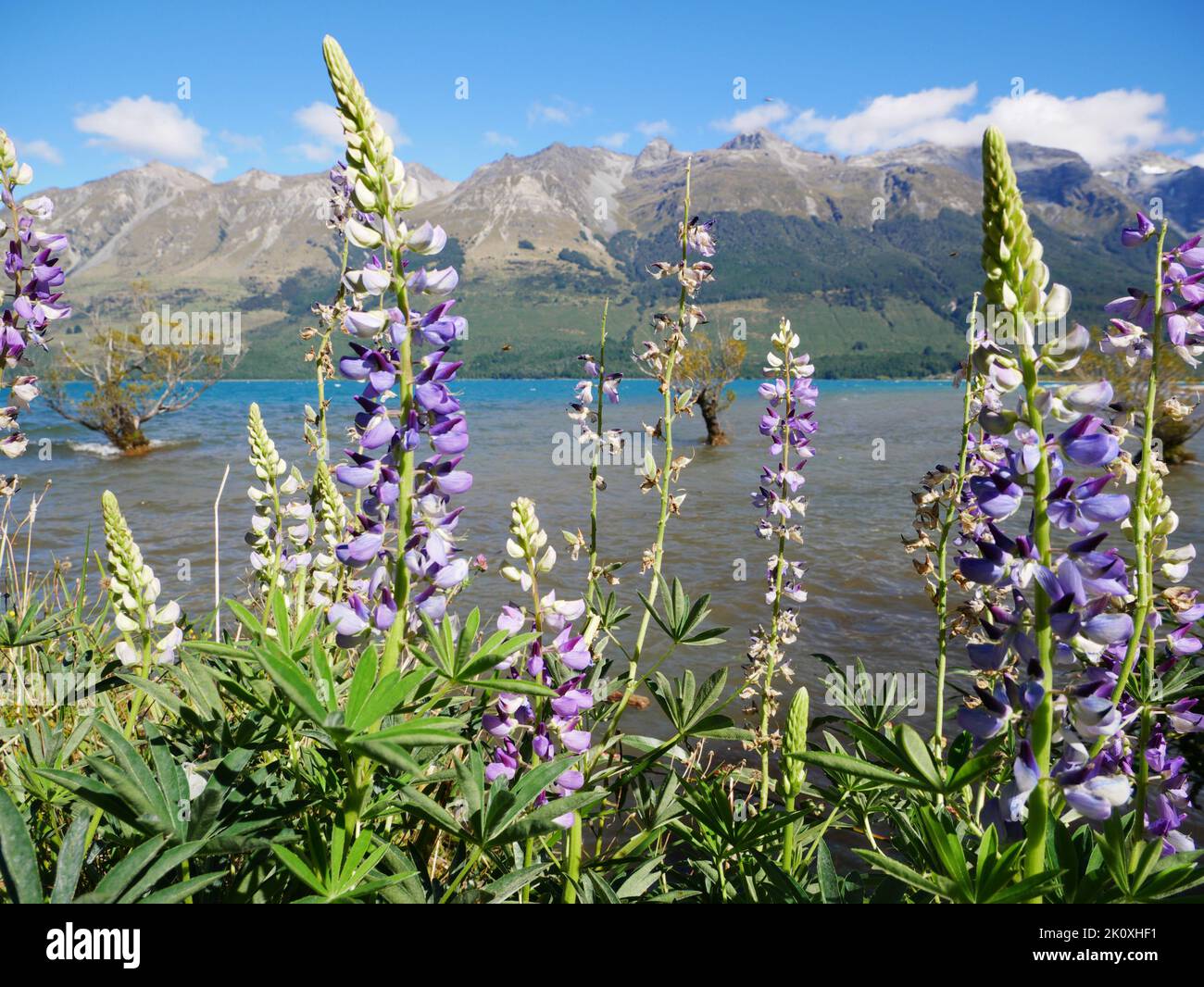 Lilane  violette Lupinen am See - Bergsee - Lake Wakatipu - Glenorchy - Neuseeland - New Zealand - violet lupines Stock Photo