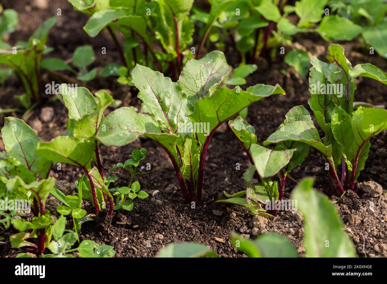 Young, sprouted beet growing in open ground flat bed into the garden. Growing vegetables at home. Stock Photo