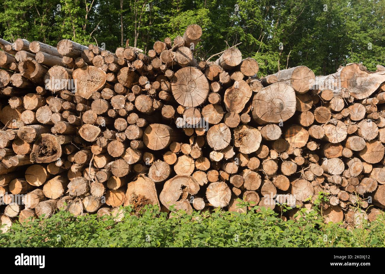 Pile of felled trees at a logging site in a forest in the countryside Stock Photo