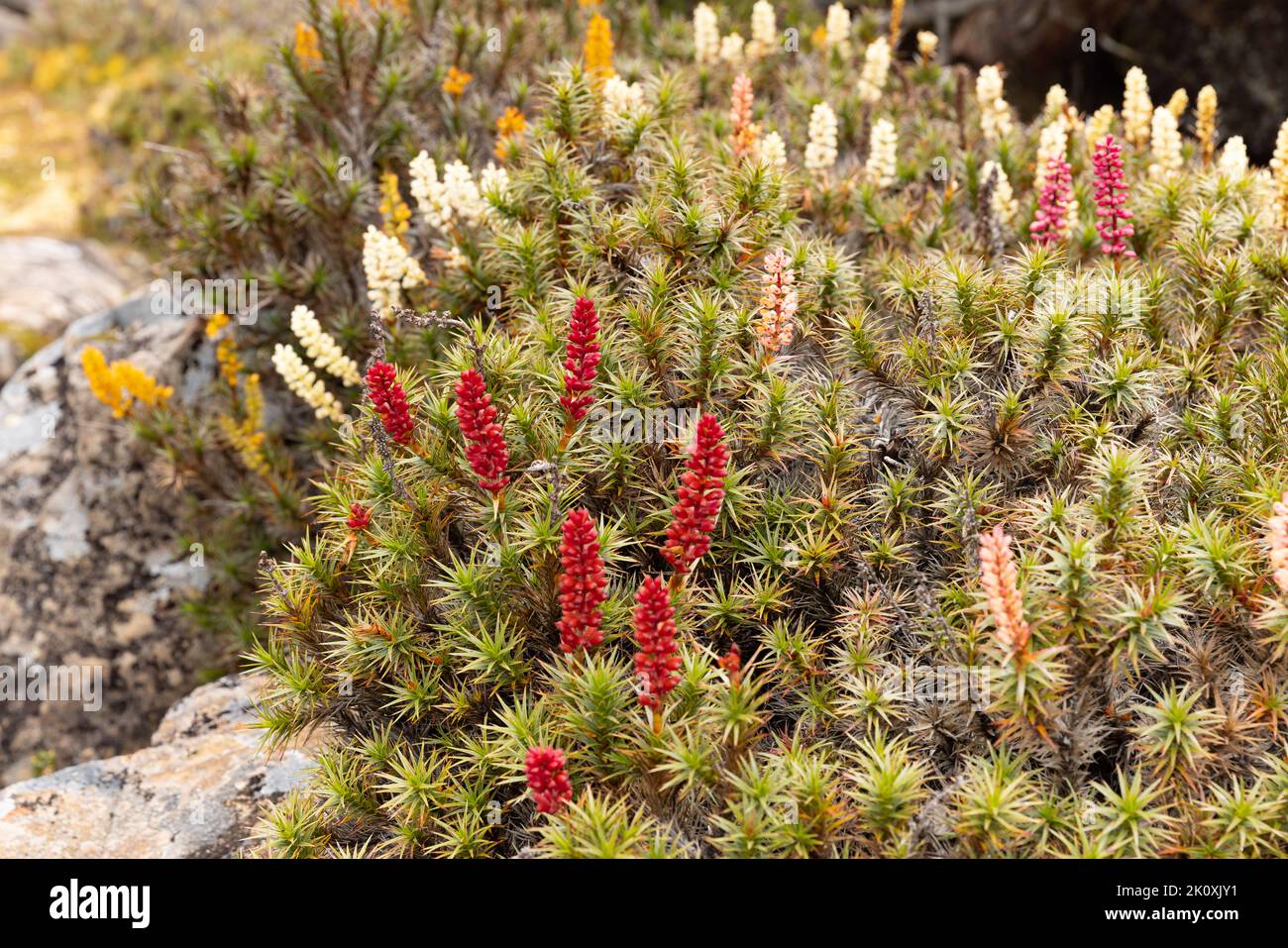 colorful scoparia flowers growing near the pool bethesda in walls of jerusalem national park Stock Photo