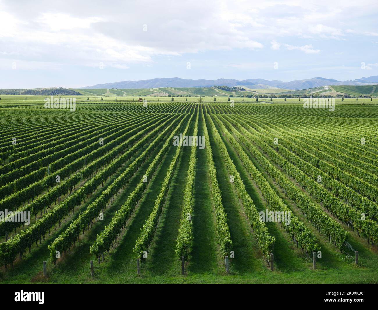 endless grapevines Marlborough Region Blenheim New Zealand South Island Stock Photo