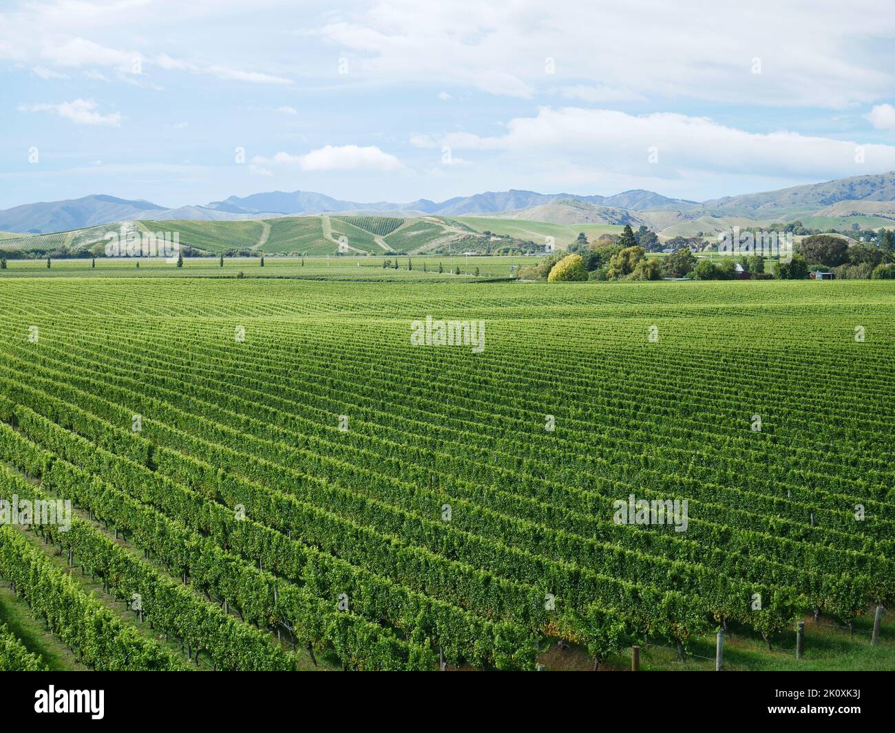 view above a vineyard in Marlborough region - Blenheim South Island New Zealand Stock Photo