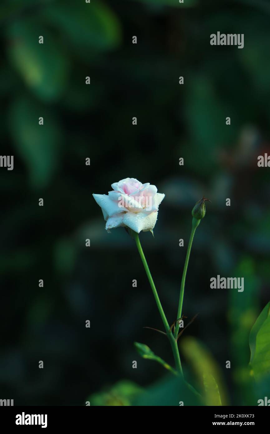 Beautiful white roses. Stock Photo
