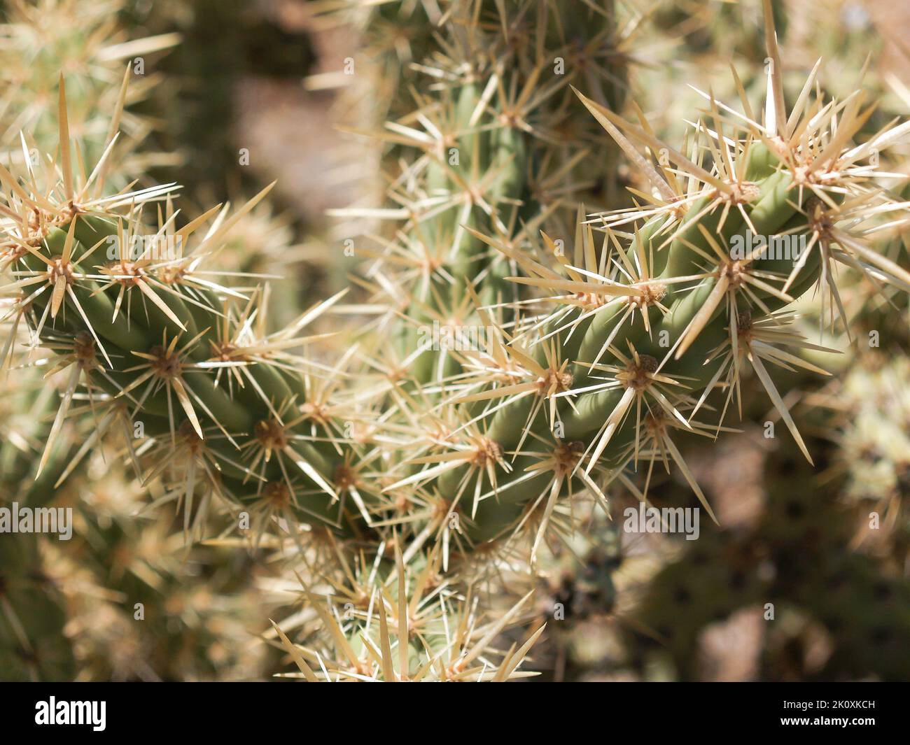 spiky-stag-horn-cactus-surviving-in-hot-desert-environment-stock-photo