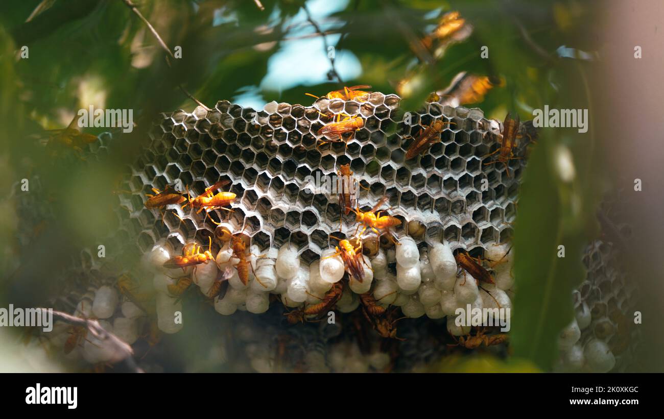 Close up shot of yellow wasps or Ropalidia marginata deadly insects with large and