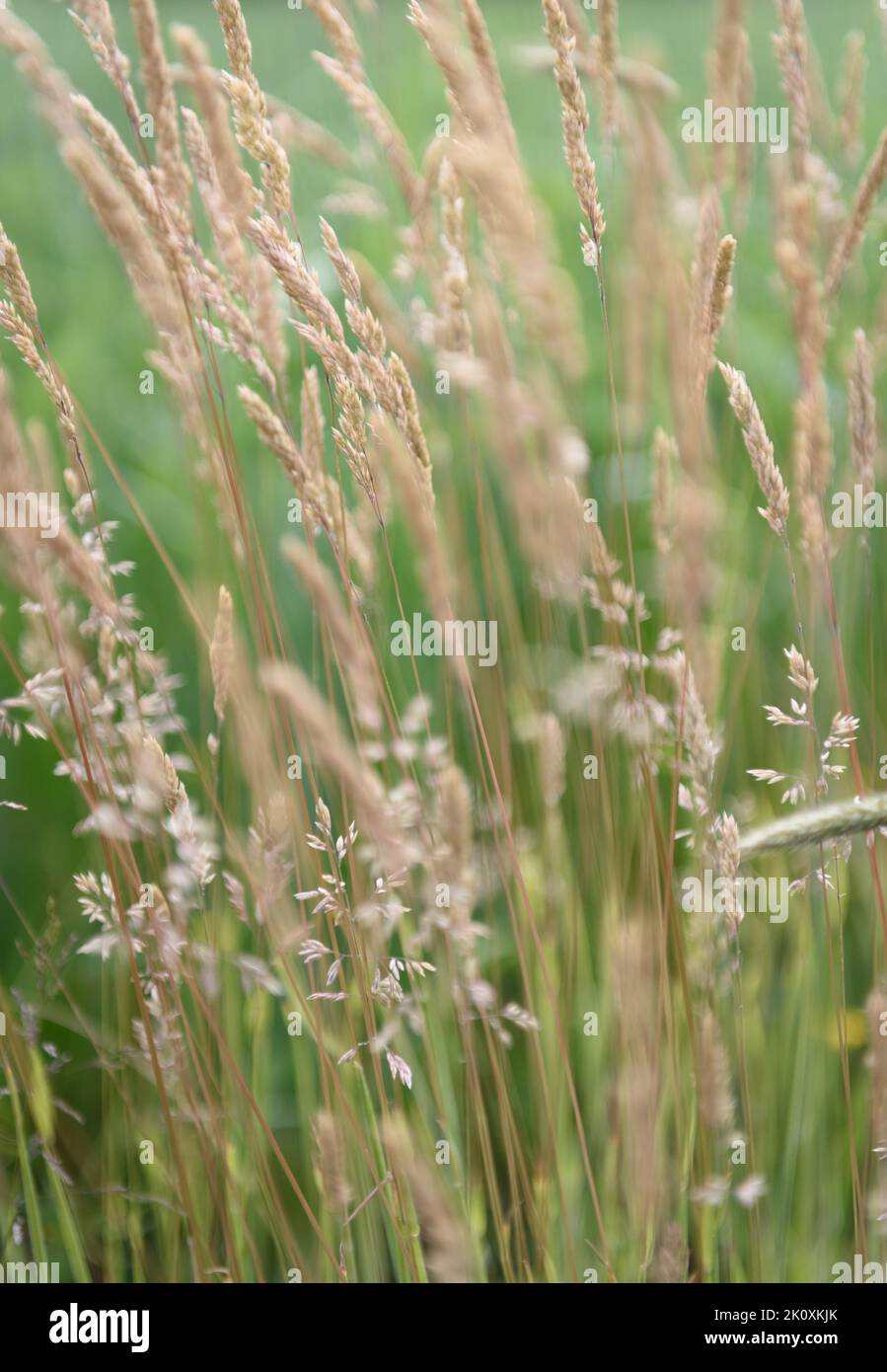 Field of grass in the countryside, natural wallpaper or background with selective focus Stock Photo