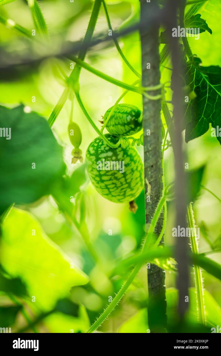 Cucamelon fruit, also known as Mexican gherkins, Mexican sour cucumbers, or  Melothria Scabra growing on the vine in bright sunlight Stock Photo - Alamy