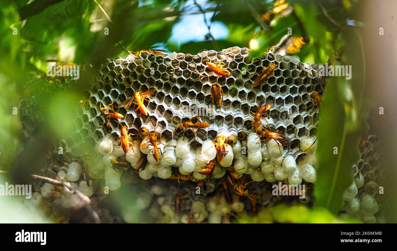 Close up shot of yellow wasps or Ropalidia marginata deadly insects with large honeycomb and white eggs on a large tree branch. Stock Photo