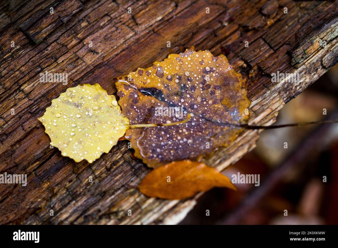 Fallen quaking aspen leaves hi-res stock photography and images - Alamy