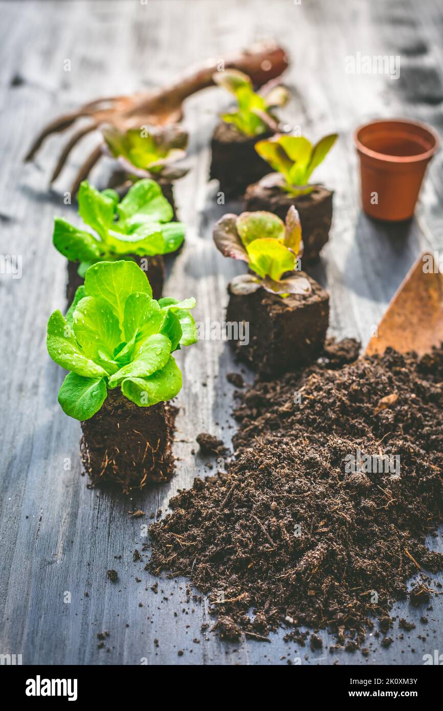 Planting young seedlings of lettuce in vegetable raised bed Stock Photo