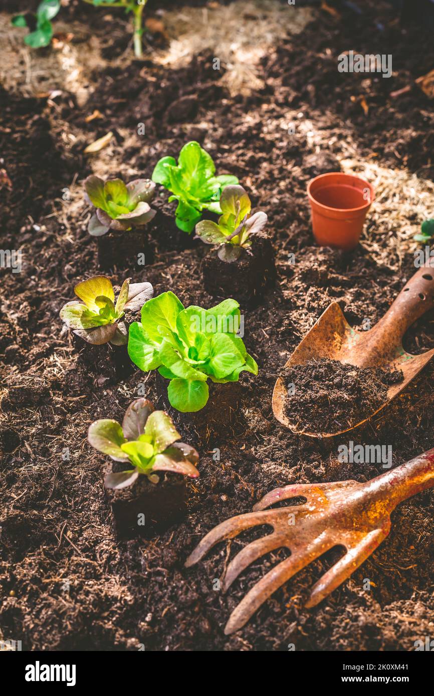 Planting young seedlings of lettuce in vegetable raised bed Stock Photo